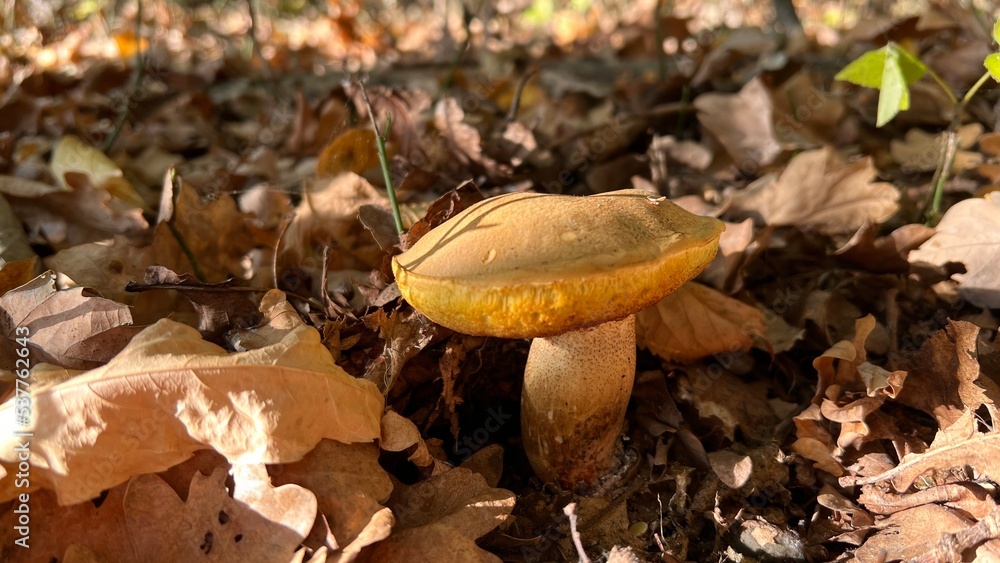 boletus mushrooms hiding in the deciduous forest in the fall boletus mushrooms hiding in the deciduous forest in the fall