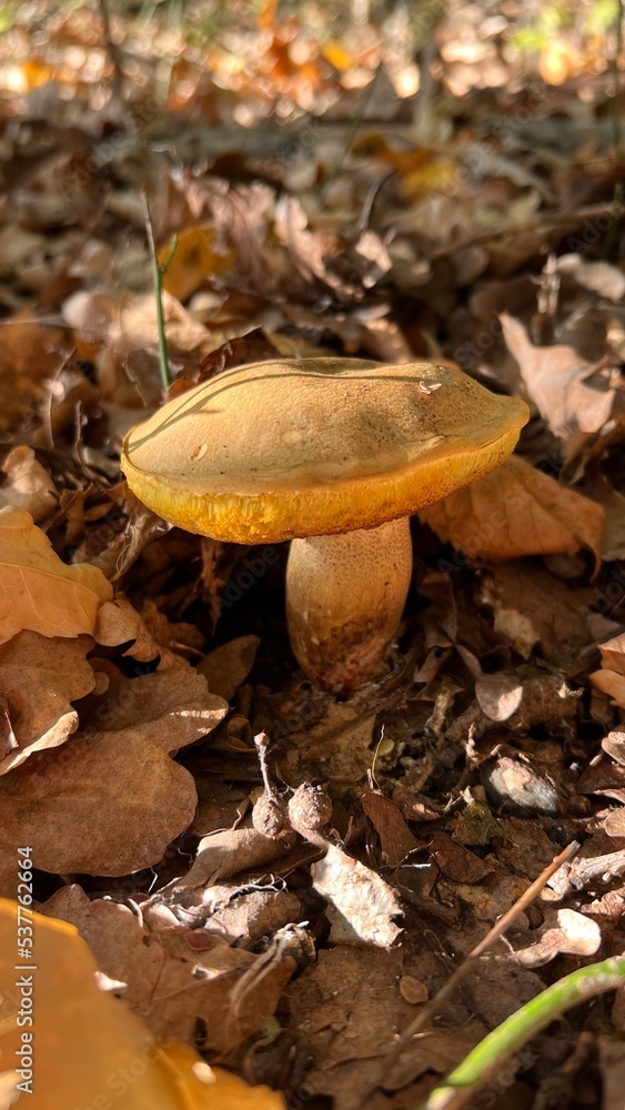 boletus mushrooms hiding in the deciduous forest in the fall boletus mushrooms hiding in the deciduous forest in the fall