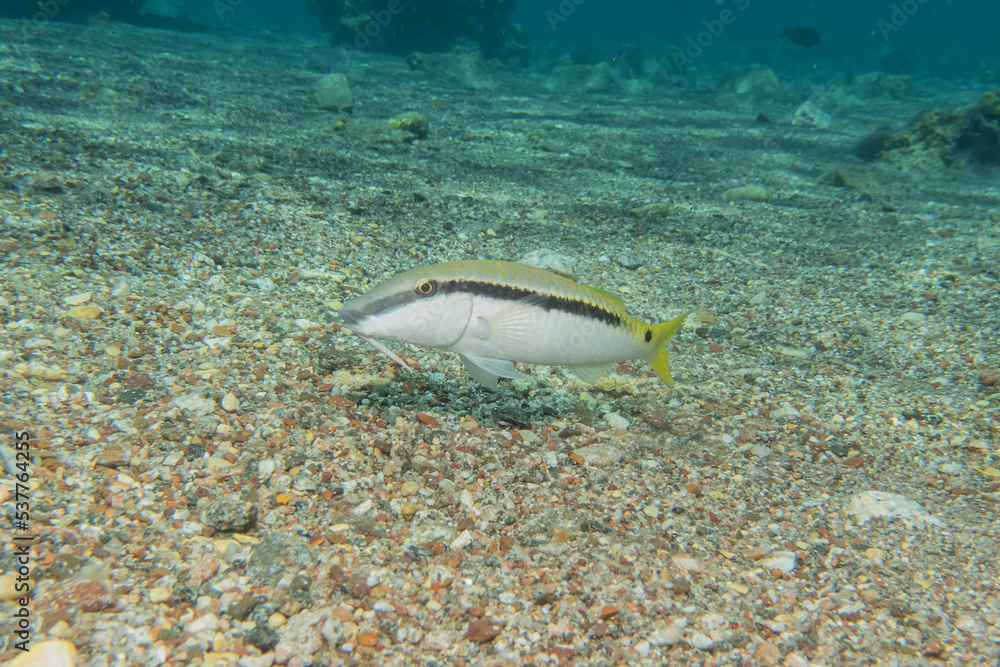 Fototapeta premium Fish swimming in the Red Sea, colorful fish, Eilat Israel 
