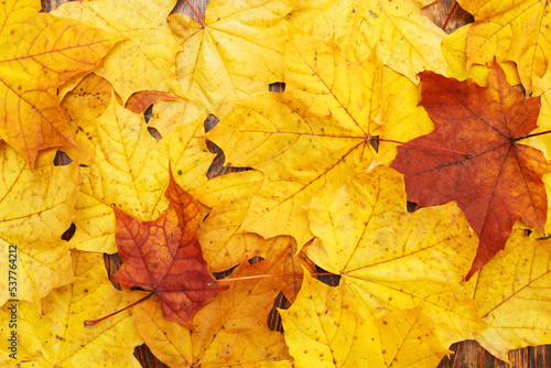 Wallpaper Mural Autumn Leaves over wooden background. Autumn leaves frame Torontodigital.ca