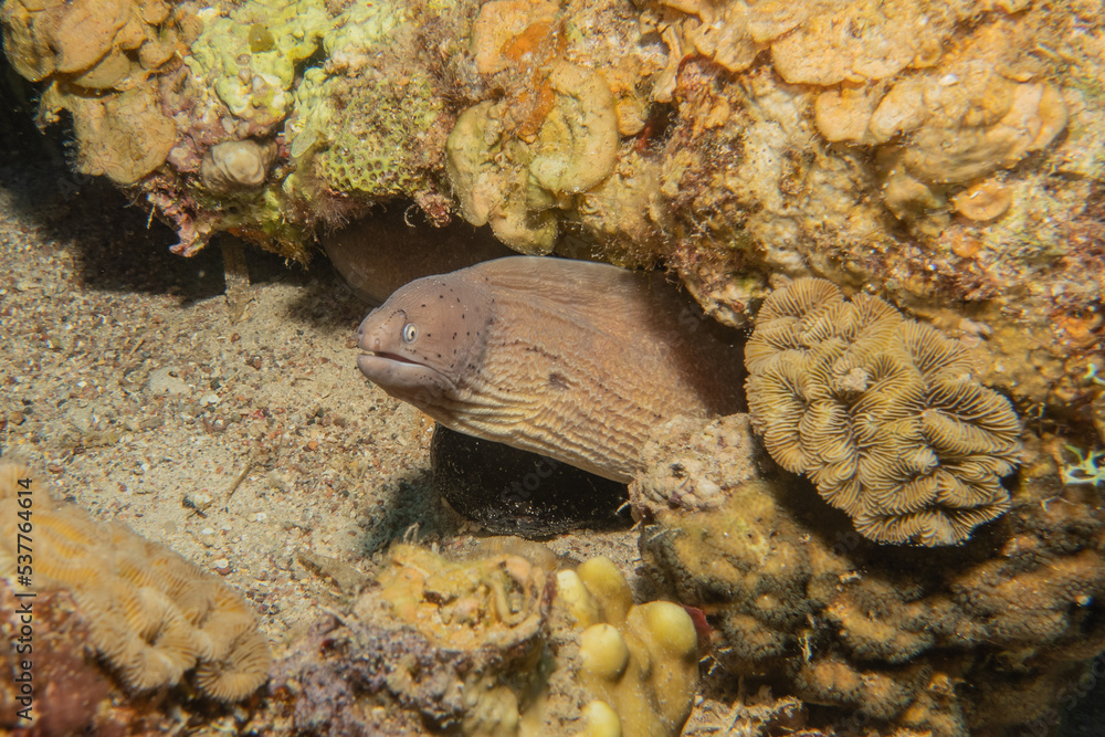 Moray eel Mooray lycodontis undulatus in the Red Sea, Eilat Israel
Moray eel Mooray lycodontis undulatus in the Red Sea, Eilat Israel