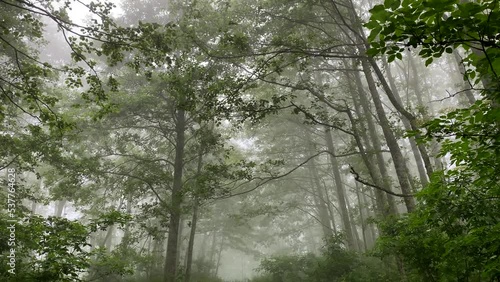 Mystical foggy morning in forest in national park.