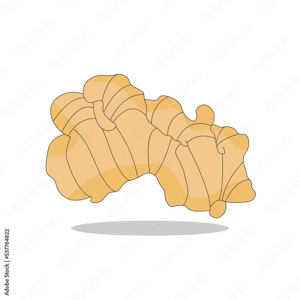 Art illustration Symbol logo botany design concept icon vegetables of ginger Art illustration Symbol logo botany design concept icon vegetables of ginger