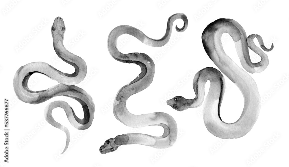 Watercolor set of black snake illustrationon white. Watercolor set of black snake illustrationon white.