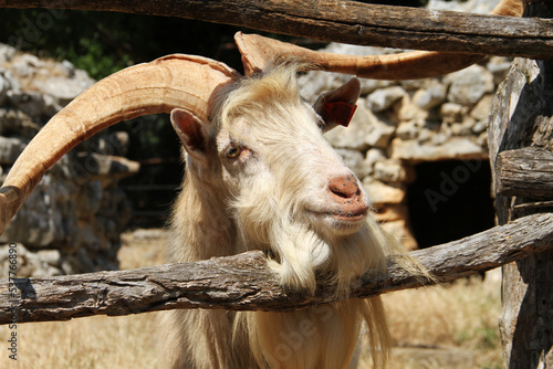 A goat with huge horns in the Brijuni Nature Reserve. Brijuni National Park, Istria Region, Croatia