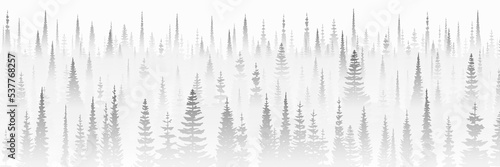 Coniferous forest in the morning fog, black and white landscape, banner
