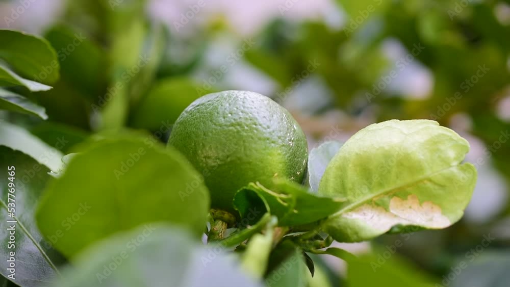 green lemon in the garden on the lemon tree green lemon in the garden on the lemon tree