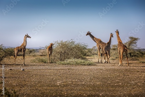 Photography A group of giraffes grazing in the Serengeti National Park, Tanzania