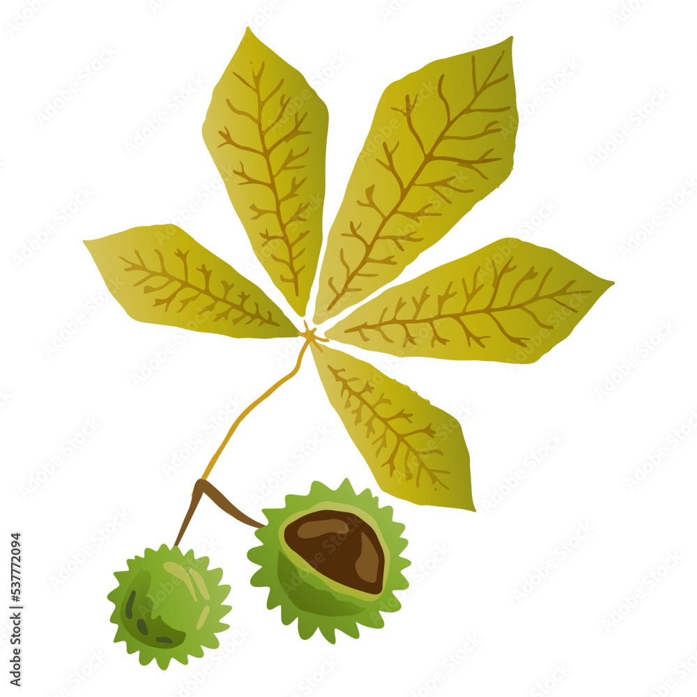Horse Chestnut Leaf Illustration. Autumn Leaf Edition of Graphic