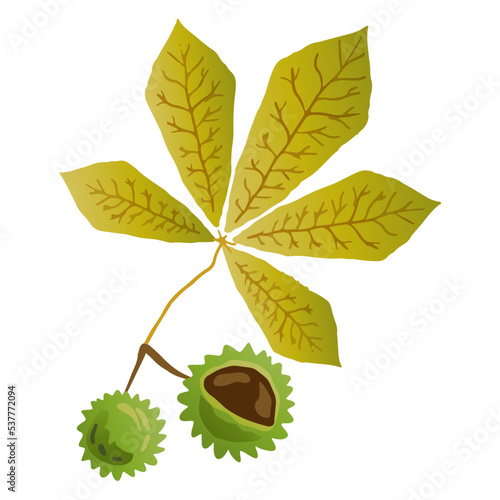 Horse Chestnut Leaf Illustration. Autumn Leaf Edition of Graphic Herbarium. Outline illustration of chestnut leaf vector icon for web. Simple cartoon flat style.