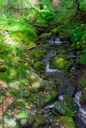 stream in the forest