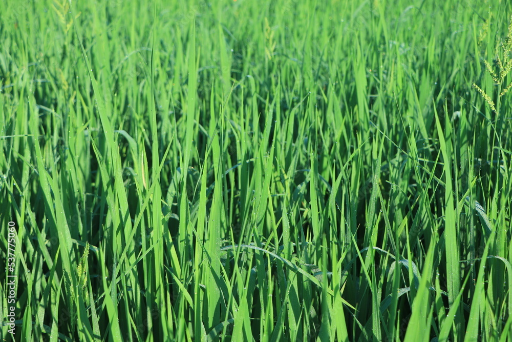 Closeup of lush uncut green grass with drops of dew in soft morning light Closeup of lush uncut green grass with drops of dew in soft morning light