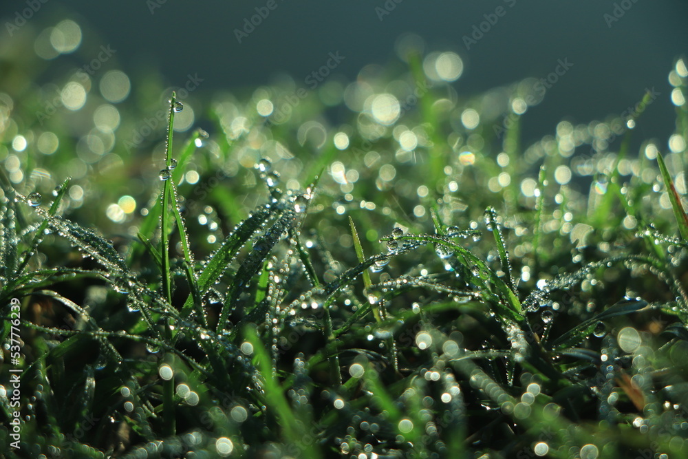 Morning fresh dew on green grass - obrazy, fototapety, plakaty 