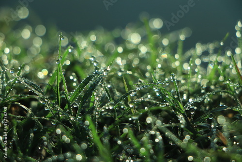 Morning fresh dew on green grass photo