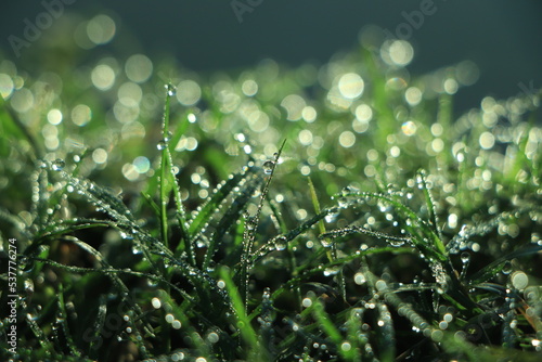 Fresh morning dew on grass.
