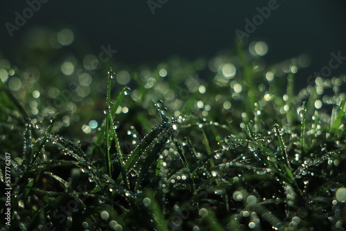 Fresh morning dew on green grass.