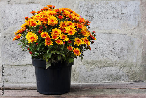 Foto beautiful bush of orange chrysanthemums in flower pot stands on wooden table against gray stone wall