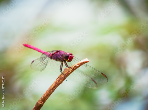dragonfly on a leaf © Jorge