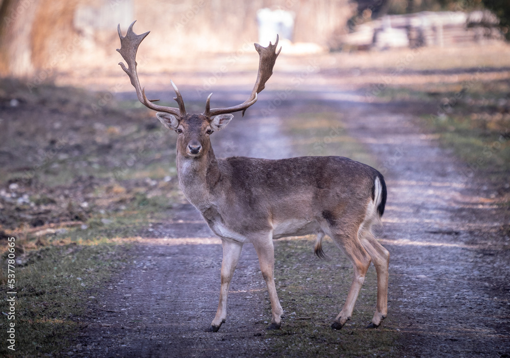 Fototapeta premium deer in the woods