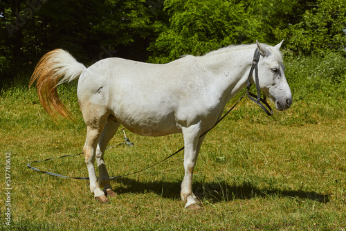 White horse leash grazing