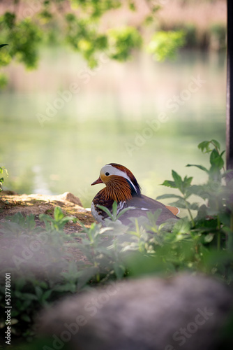 Wunderschöne Ente die an einem See friedlich sitzt 