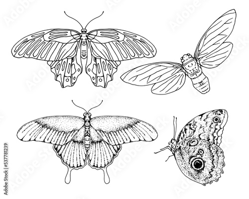 a set of insects from butterflies, a moth and a cicada, sketches from above and from the side, night moths in realism with dots of a pattern, an isolated black outline on white for a design template