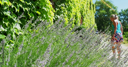 Female gardener looking at the insects, bees and butteflies in beautiful healthy lavender garden infornt of gouse covered in Ivy photo