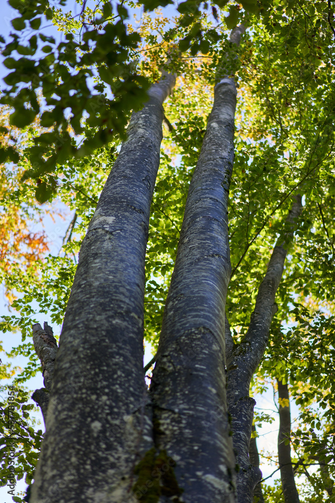 Fototapeta premium Beech trees forest landscape
