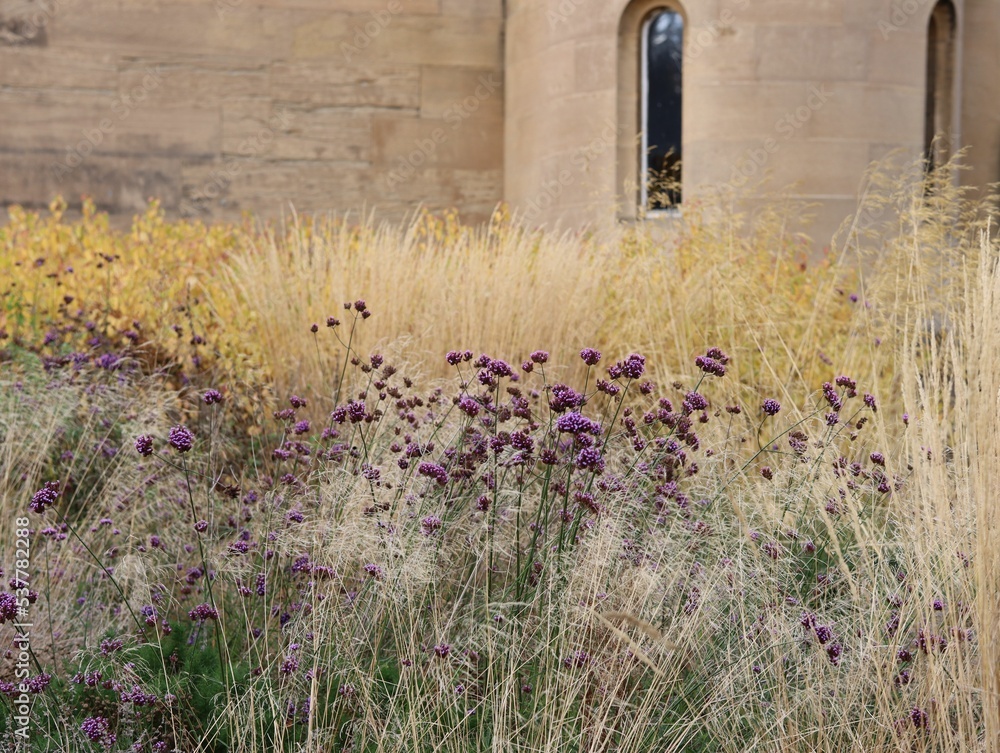 Naklejka premium Meadow with dry grass and Verbena bonariensis, the purpletop vervain.