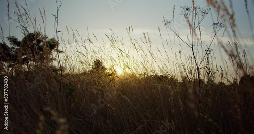 The camera flies through the grass on a meadow at sunset or sunrise photo