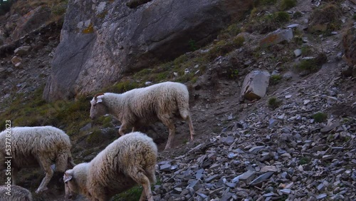 herd of sheep graze on mountain pastures