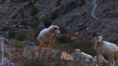 herd of sheep graze on mountain pastures