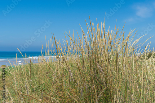 wild beach with vegetation in the foreground and sea water  surfers and blue sky in the background on a sunny day.