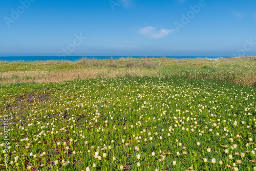 wild beach with flowers and vegetation in the foreground and sea water and blue sky with clouds in the background on a sunny day.