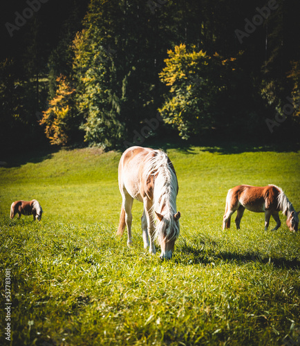 Horse on paddock 