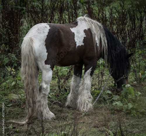 An old scruffy horse eating grass and weeds photo