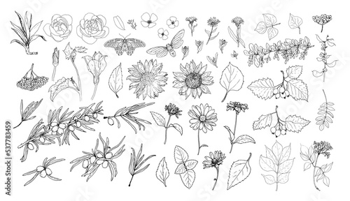 a set of medicinal edible plants, leaf flowers and berries in the sketch style. collection of isolated black contour, daisies, sunflowers, cherry blossoms, peony, clover and