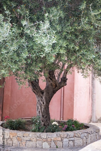 Vertical shot of an olive tree