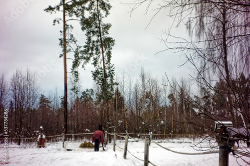 a horse walks in the snow