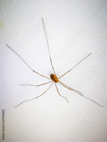 Background with spider on white wall