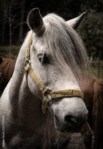 Horse on paddock  © Kaufi