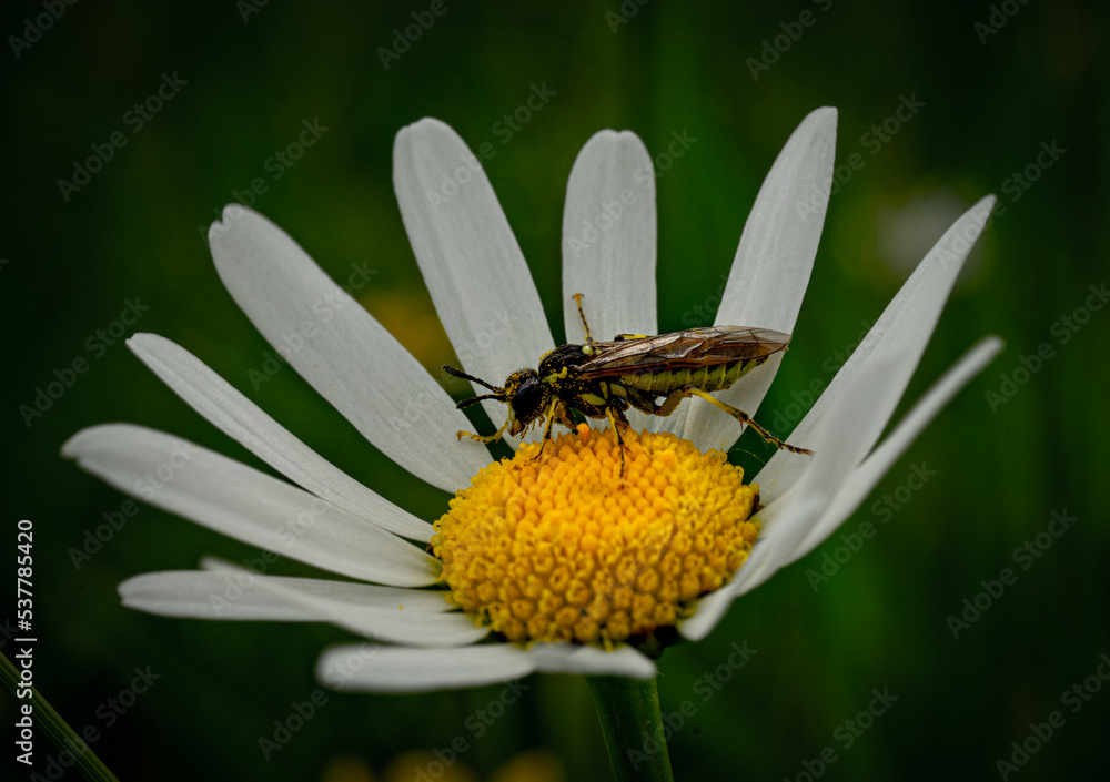 Obraz premium bee on a flower