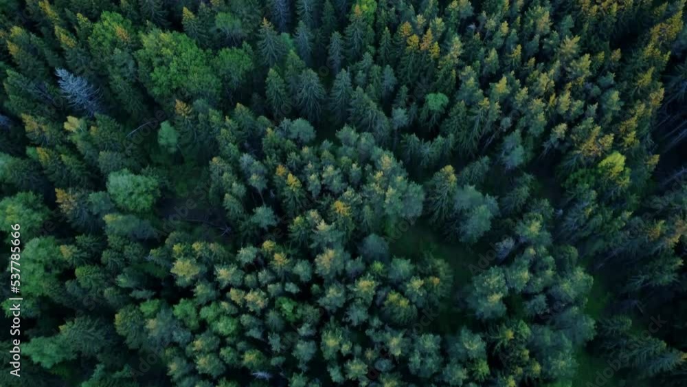 Video of a drone flying over a coniferous forest. Zero carbon footprint. Light planets. Video of a drone flying over a coniferous forest. Zero carbon footprint. Light planets.
