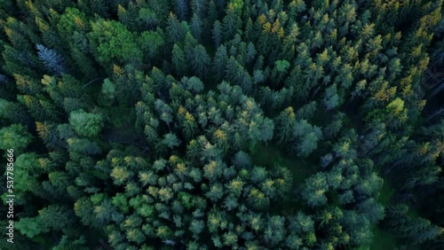 Video of a drone flying over a coniferous forest. Zero carbon footprint. Light planets. photo