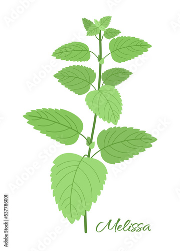 Melissa sprig. Green fragrant herbaceous plant with leaves isolated on white background. For packaging design and other projects.