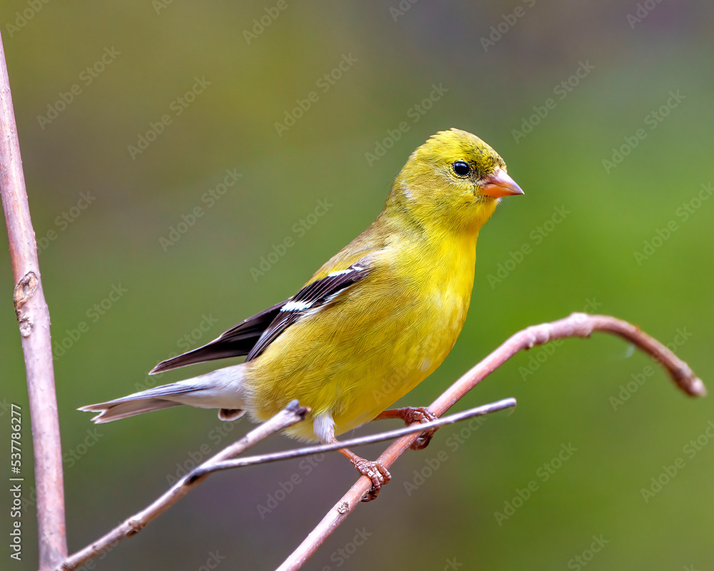 American Goldfinch Photo and Image. Close-up profile view, perched on a branch with a soft blur background in its environment and habitat and displaying its yellow feather plumage. Finch Photo 