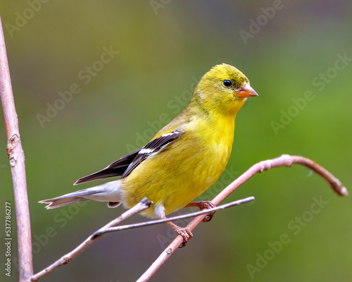 American Goldfinch Photo and Image. Close-up profile view, perched on a branch with a soft blur background in its environment and habitat and displaying its yellow feather plumage. Finch Photo 