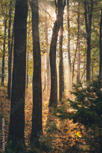 Warm sun shining through branches in a foggy autumn forest