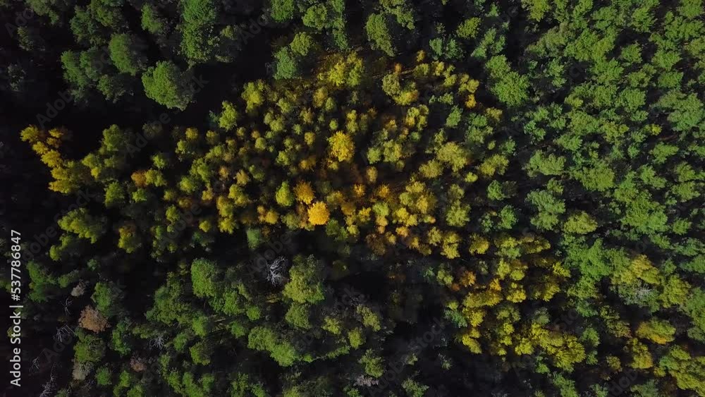 Early autumn in forest, aerial top view, mixed forest, green conifers, deciduous trees with yellow leaves, fall colors woodland, nordic forest landscape, wide angle establishing shot dolly left Early autumn in forest, aerial top view, mixed forest, green conifers, deciduous trees with yellow leaves, fall colors woodland, nordic forest landscape, wide angle establishing shot dolly left