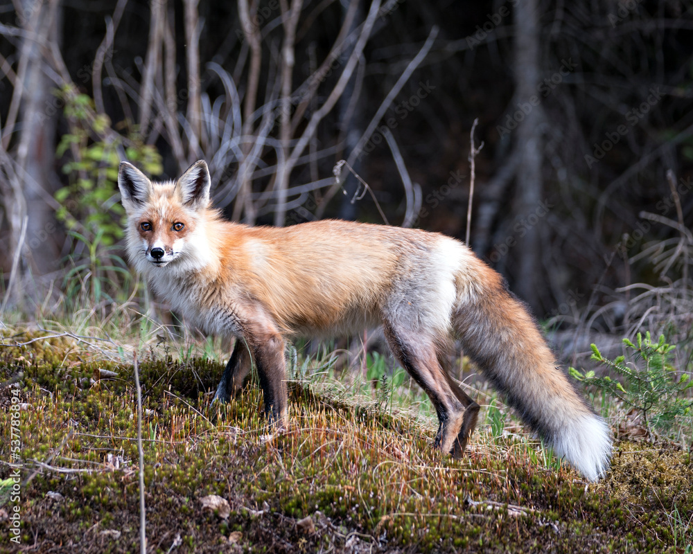 Red Fox Photo. Fox Image. Close-up profile view in the springtime displaying fox tail, fur, in its environment and habitat with a forest background and moss and foliage on ground. Portrait. Photo.